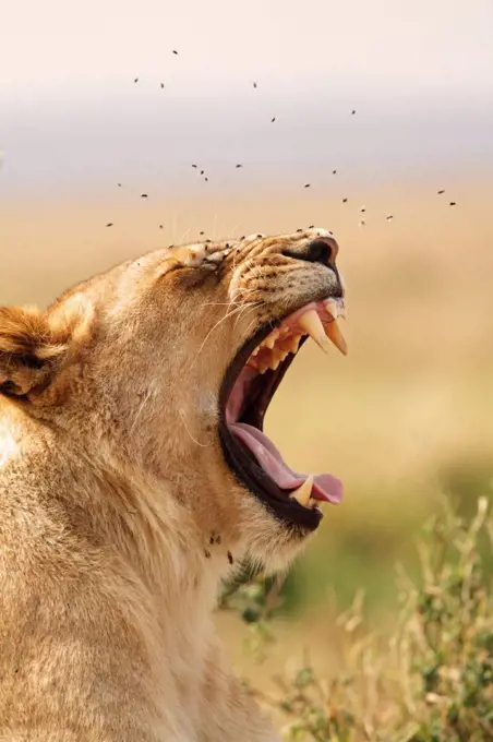 Portrait of a lioness yawning, Marsh Pride, Masai Mara National Reserve, Kenya.