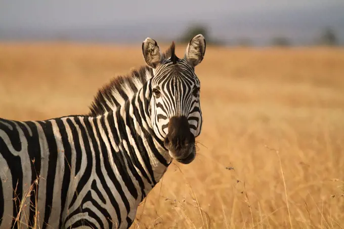 Watchful plains zebra in the Masai Mara National Reserve, Kenya.