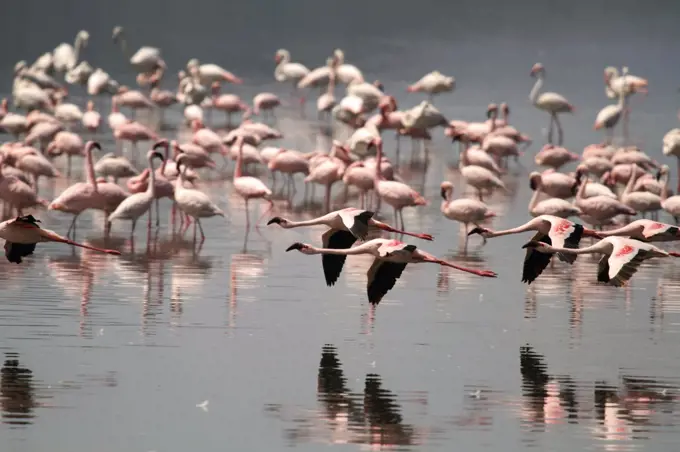 Lesser flamingos at Lake Nakuru, Kenya.