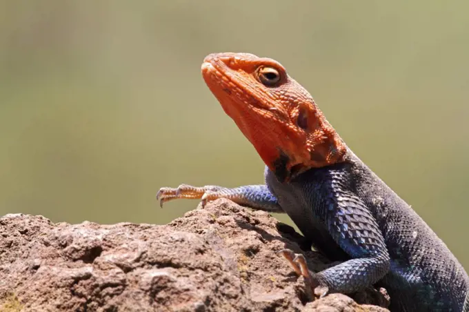 Portrait of a common (or red-headed rock) agama, basking on a rock in Lake Nakuru National Park, Kenya.