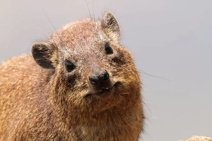 Portrait of a rock hyrax, Lake Nakuru National Park, Kenya.