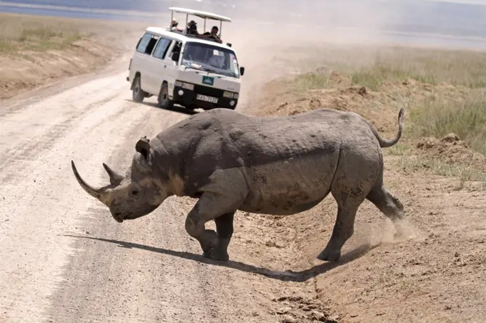 Safari minibus gives way to black rhinoceros, Lake Nakuru National Park, Kenya.