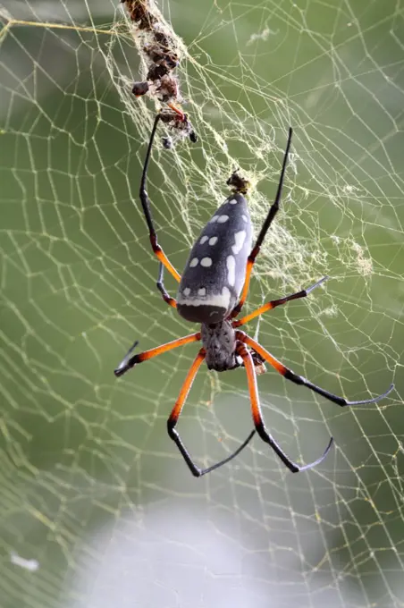 Black-legged golden orb spider on web, Tsavo East National Park, Kenya, Africa.