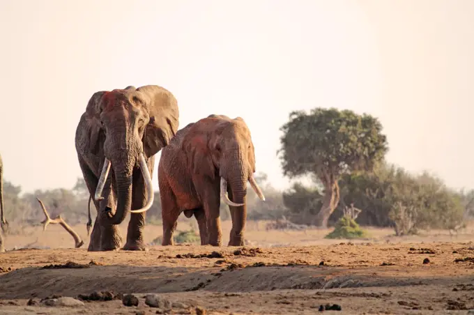 Bull African elephants in Tsavo East National Park, Kenya.