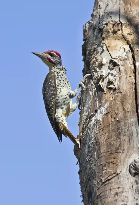 A Nubian Woodpecker pauses outside the hole leading to the nest it has made in the trunk of a dead acacia tree.