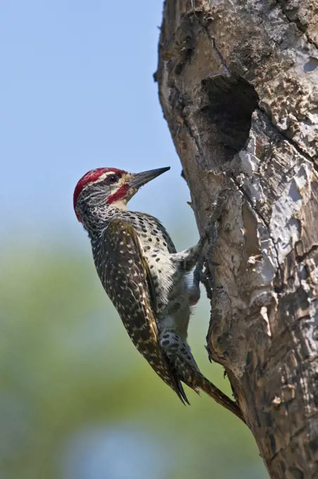 A Nubian Woodpecker pauses outside the hole leading to the nest it has made in the trunk of a dead acacia tree.