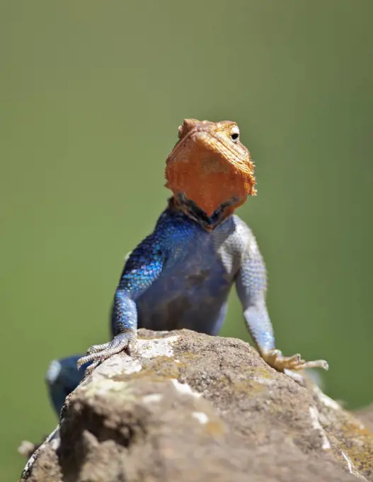 An Agama Lizard on rocks at Lake Nakuru National Park.