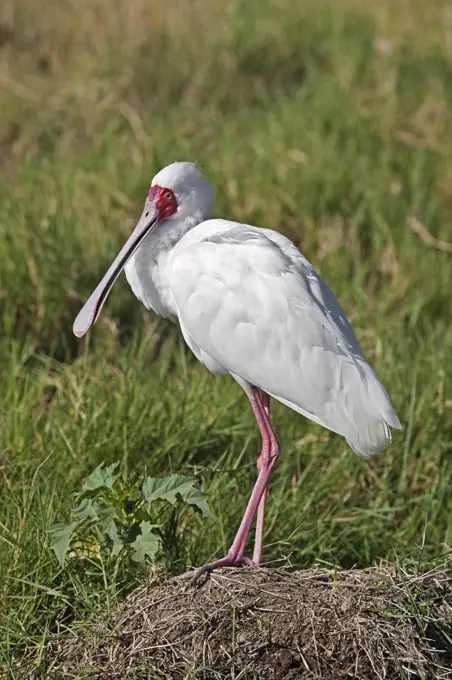 An African Spoonbill in Lake Nakuru National Park.