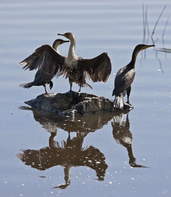 Long-tailed Cormorants in Lake Nakuru National Park.