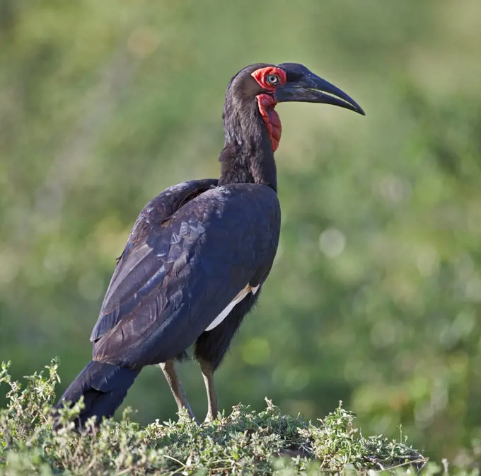 A Southern Ground Hornbill.