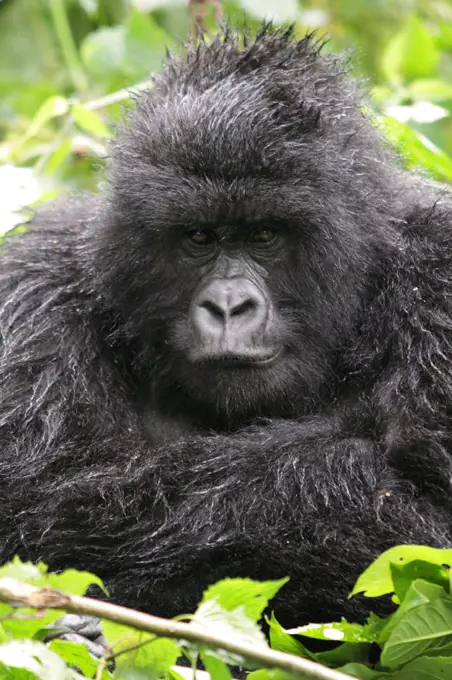 Adult female mountain gorilla sitting in the rain, Kwitonda Group, Mt Gahinga, Volcanoes National park, Rwanda.