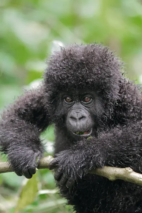 Young mountain gorilla, Kwitonda Group, Mt Gahinga, Volcanoes National park, Rwanda.