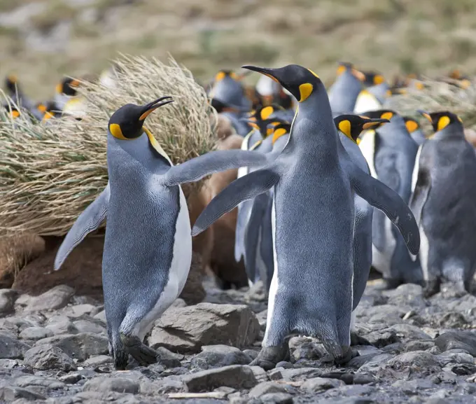 King penguins at Right Whale Bay near the northeast tip of South Georgia.