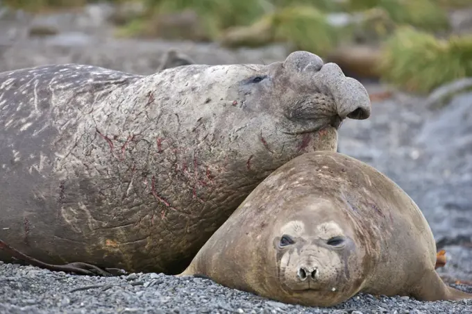 A male and female Southern elephant seal at Salisbury Plain. The males are generally twice as long as females and may be four times heavier. They have what appears to be a trunk protruding from the front of their faces.