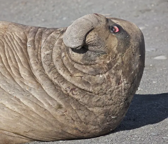 A male Southern Elephant Seal keeps a wary eye on its females ready to see off any approaching males.