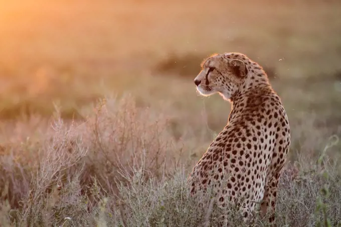 Adult female cheetah bathed in early evening light on the short-grass plains of the Ndutu region, Serengeti National Park, Tanzania.