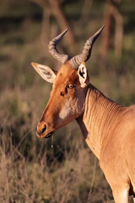 Coke's Hartebeest (Alcelaphus buselaphus cokii) or Kongoni, Serengeti National Park, Tanzania