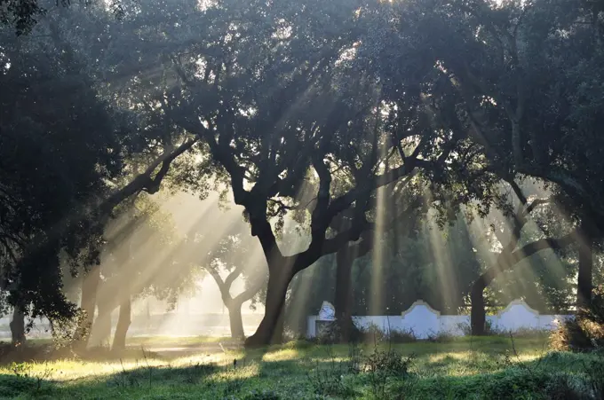 Cork trees in the mist. Portugal