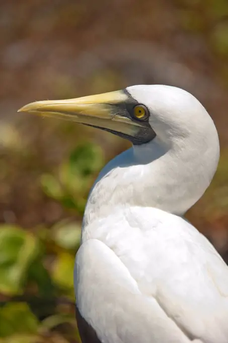 South America, Brazil, Bahia, Abrolhos, a Masked Booby, Sula dactylatra,