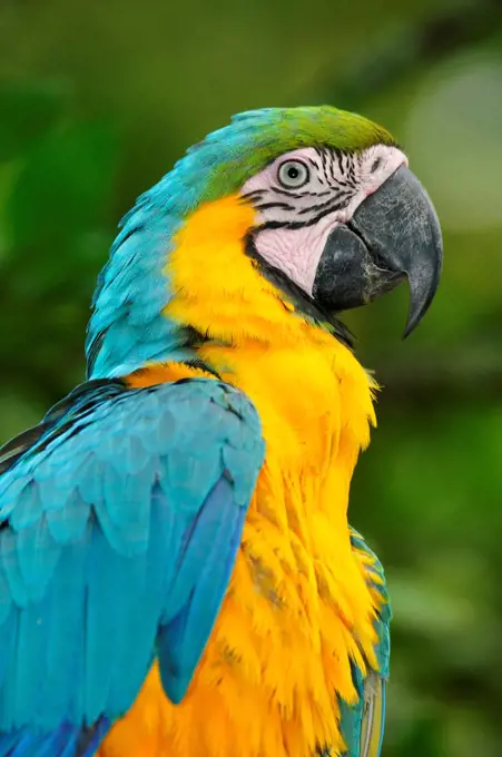 Colourful Macaw, Terradentro, Colombia, South America