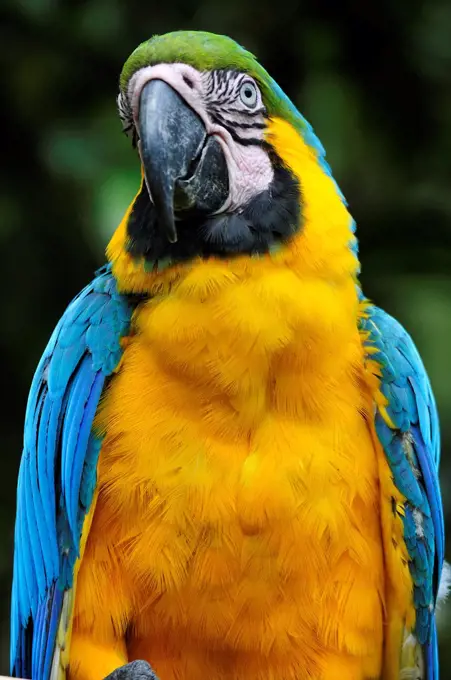 Colourful Macaw, Terradentro, Colombia, South America