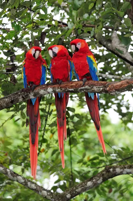 Three Macaw parrots perched on branch, Copan Ruinas, Central America, Honduras.