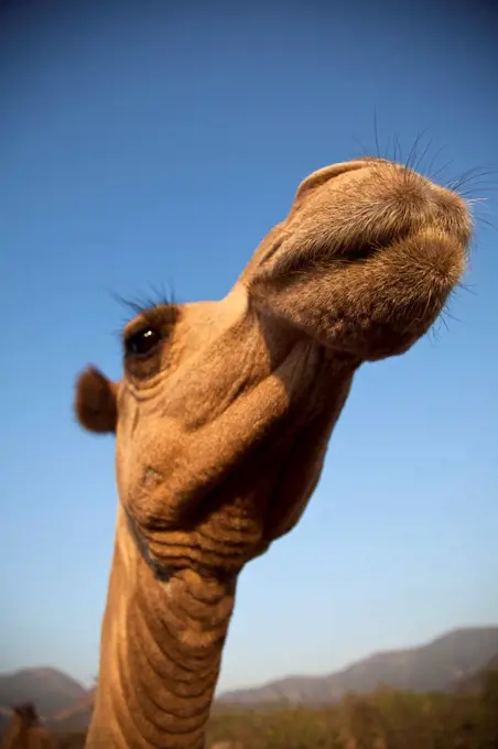 Isiolo, Northern Kenya. A camel in a traditional Somali Boma.