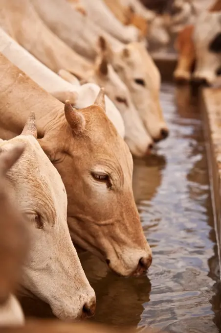 North of Merti, Northern Kenya. Cows drink at a northern watering hole.