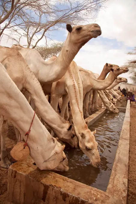 North of Merti, Northern Kenya. Camels drink at a northern watering hole.