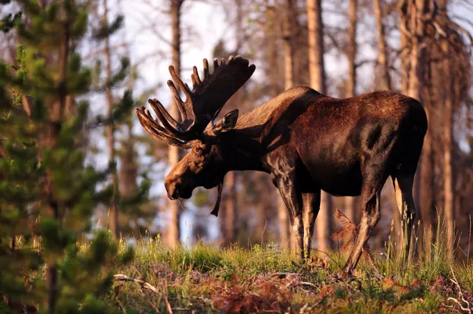 Moose in the Rocky Mountain National Park, Colorado, USA