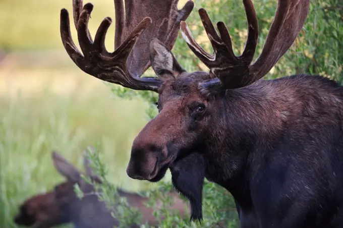 Moose in the Rocky Mountain National Park, Colorado, USA