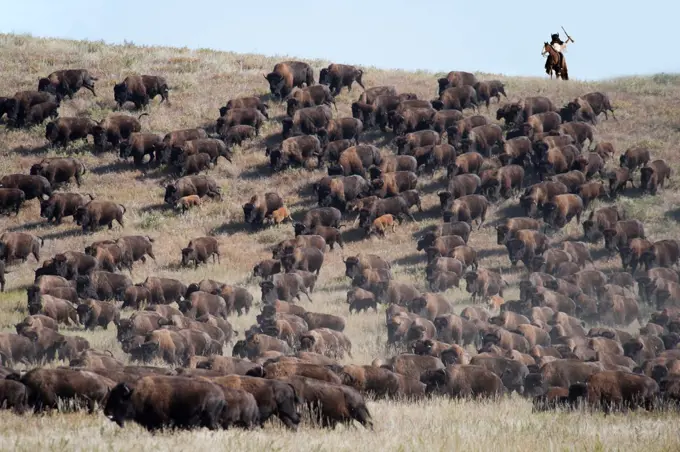 Buffalo Roundup in Custer State Park, Black Hills, South Dakota, USA MR