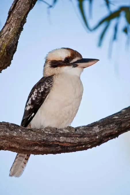 Australia, Queensland, Mareeba. Laughing Kookaburra , Dacelo novaeguineae, sitting on a tree branch.