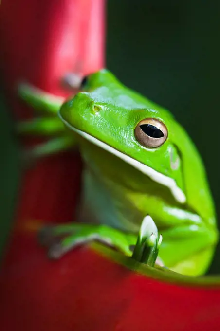 Australia, Queensland, Cairns. White lipped tree frog , Litoria infrafrenata, on a heliconia flower.