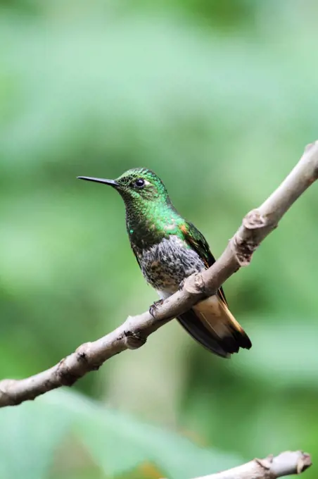 Buff tailed coronet hummingbird, Bellavista cloudforest, Ecuador