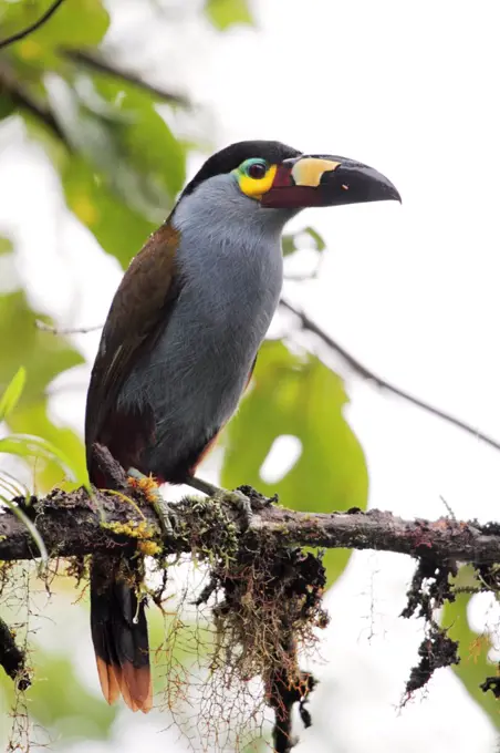 Plate billed mountain toucan, Bellavista cloudforest, Ecuador