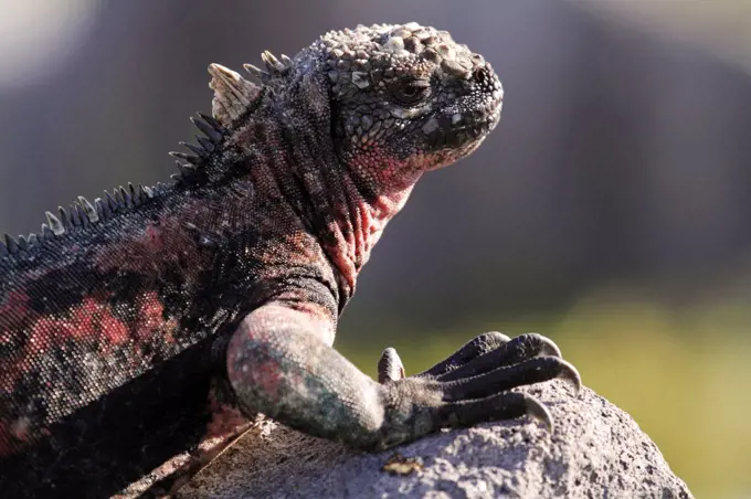 Marine iguana basking on a rock, Punta Suarez, Espanola, Galapagos Islands, Ecuador