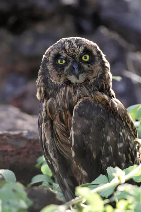 Short eared owl, Genovesa, Galapagos Islands, Ecuador