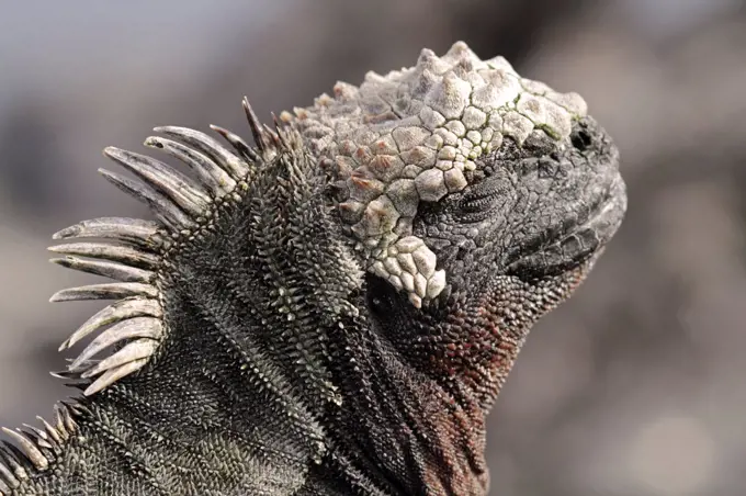 Portrait of a marine iguana, Fernandina, Galapagos Islands, Ecuador