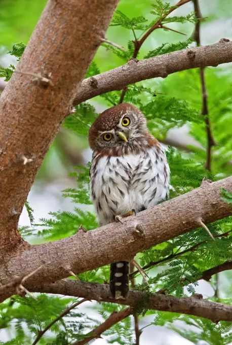 A diminutive Pearl spotted Owlet in Tsavo East National Park.