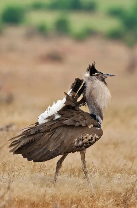 A male Kori Bustard displaying in Tsavo East National Park.