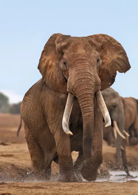 A large bull elephant at a waterhole in Tsavo East National Park.