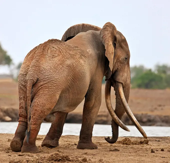 A large bull elephant at a waterhole in Tsavo East National Park.