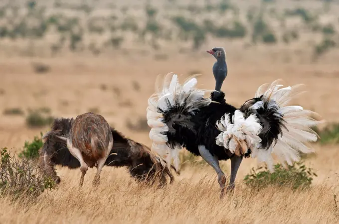 A male Somali Ostrich courting a female in Tsavo East National Park.