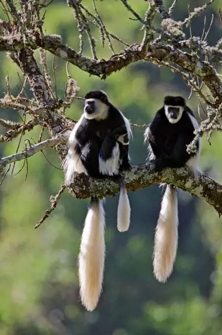 Beautiful Guereza Colobus monkeys, commonly known as the black and white Colobus, in the Aberdare National Park.