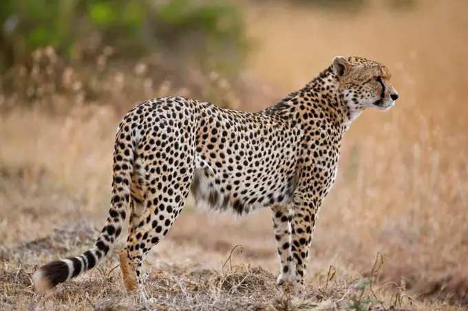 A male Cheetah, Solio, Kenya