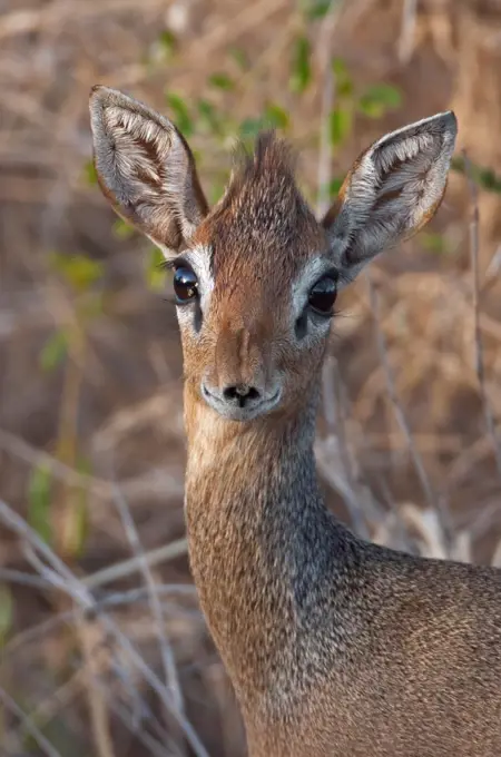 A close up of a diminutive Kirks Dikdik at Amboseli.