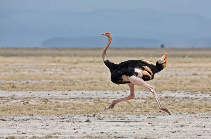 A Maasai ostrich strides across the open plains at Amboseli.