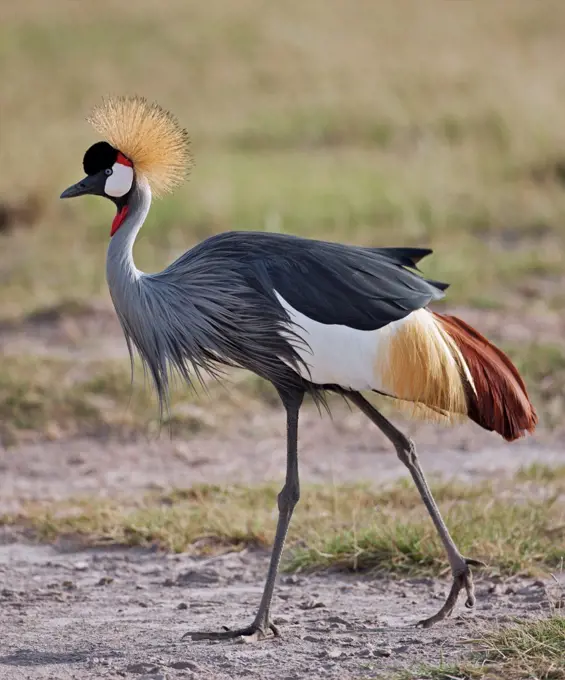 A Grey Crowned Crane.