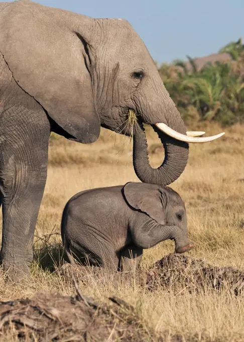 A baby elephant plays on a mound watched over by its mother.